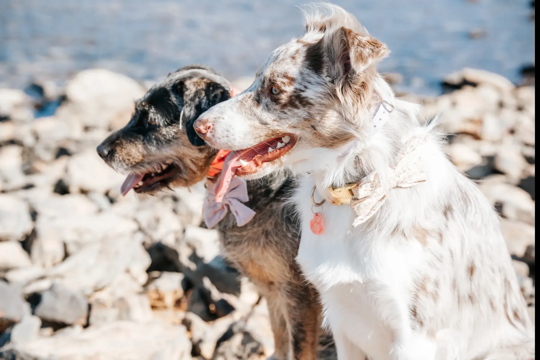 Two Australian shepherds sitting side by side on lakeside rocks