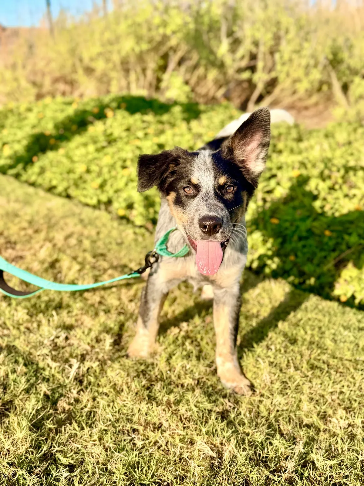 An Australian shepherd mix in a teal harness sitting in tall grass