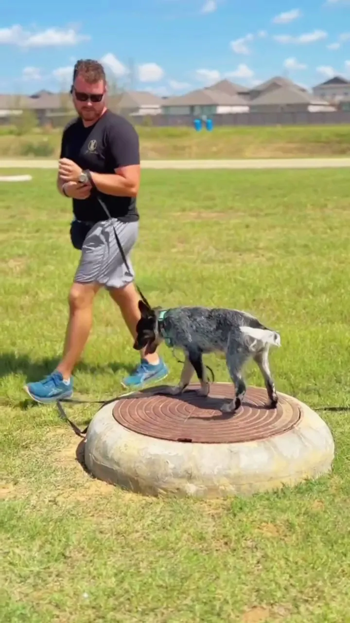 Seth working a dog on a place platform in an open field