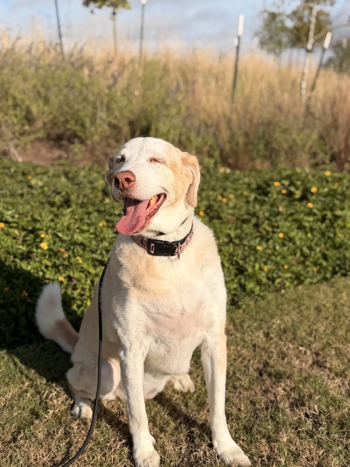 A yellow Lab sitting on a lawn by the sidewalk