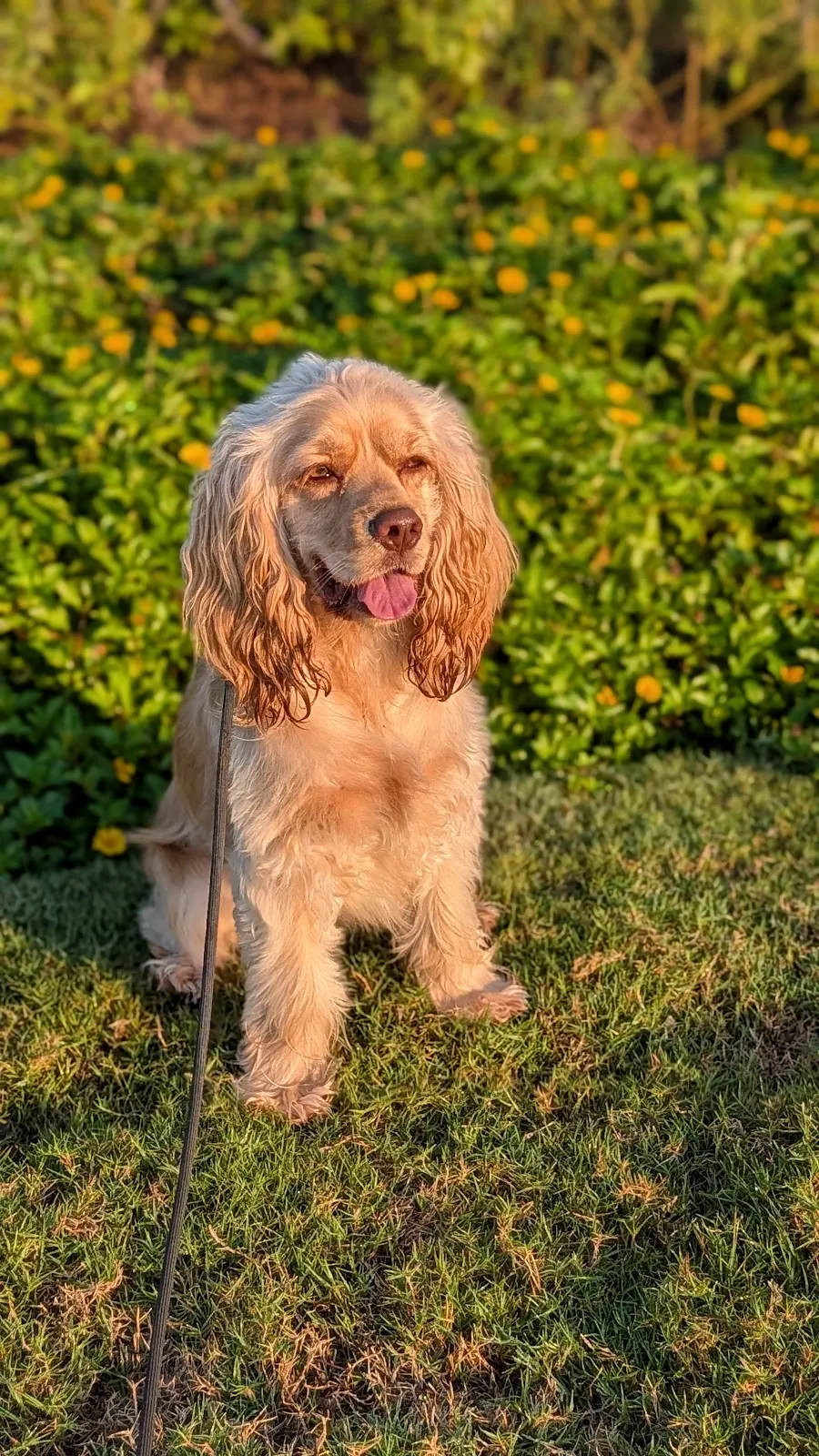 A cocker spaniel sitting in front of green shrubs