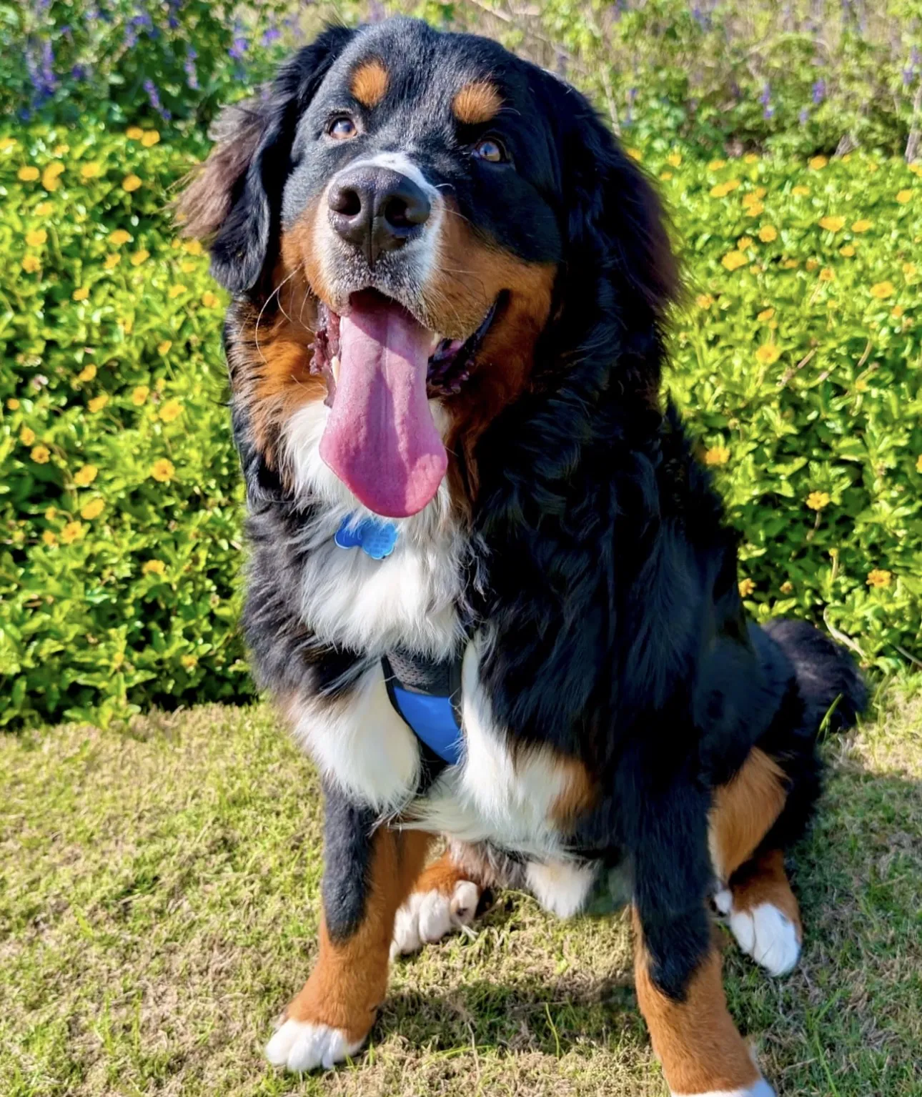 A Bernese mountain dog sitting in the grass