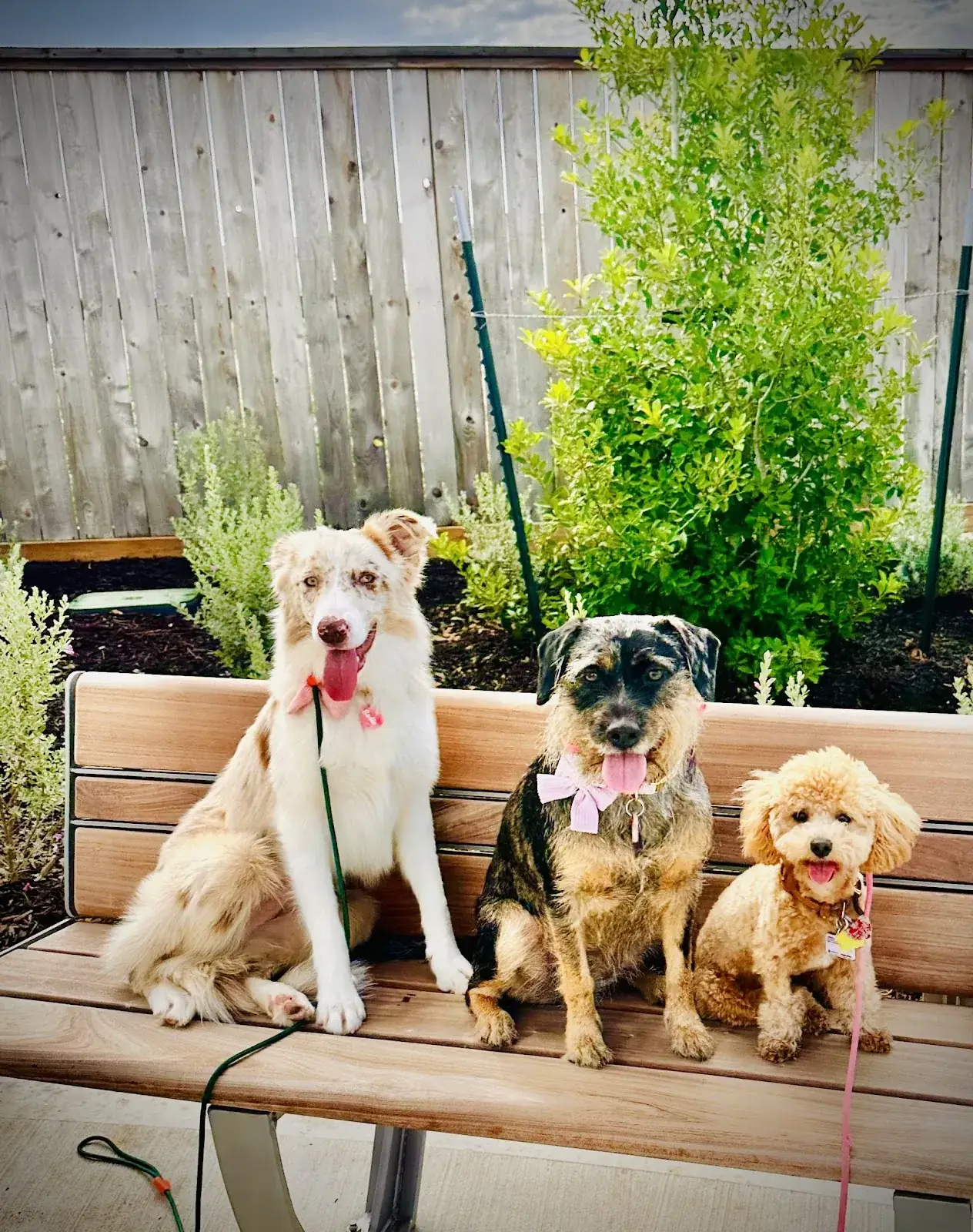 Three dogs sitting together on a bench