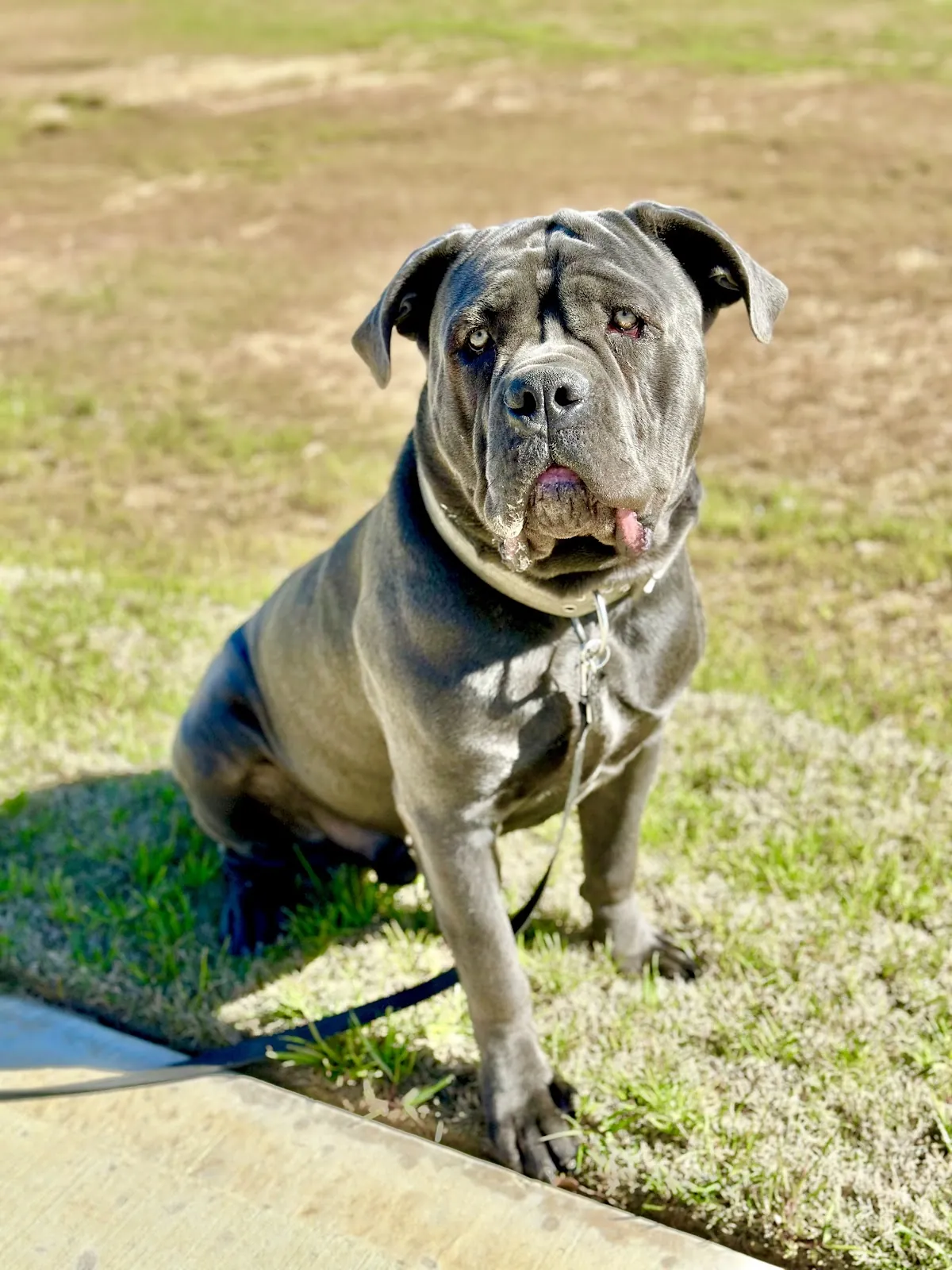 A cane corso sitting on the lawn