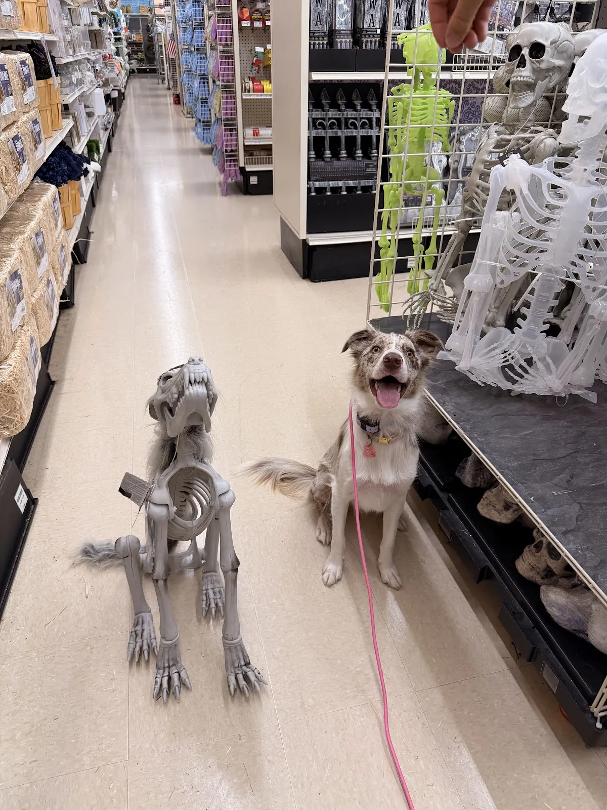 Two dogs holding a sit in a store aisle full of Halloween decorations