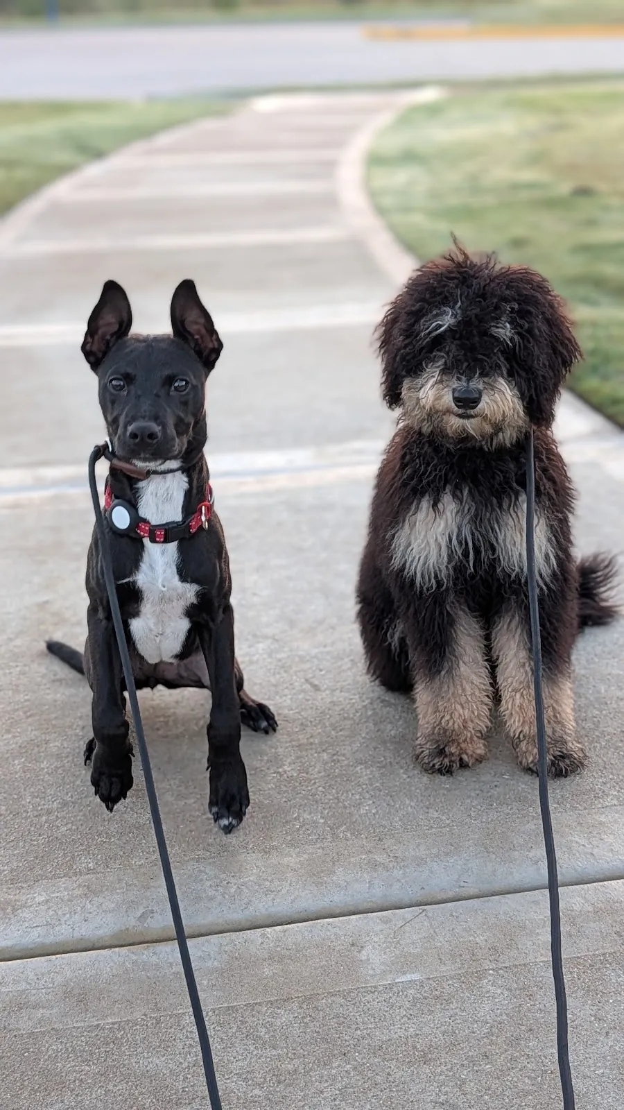 Two dogs sitting together on the sidewalk