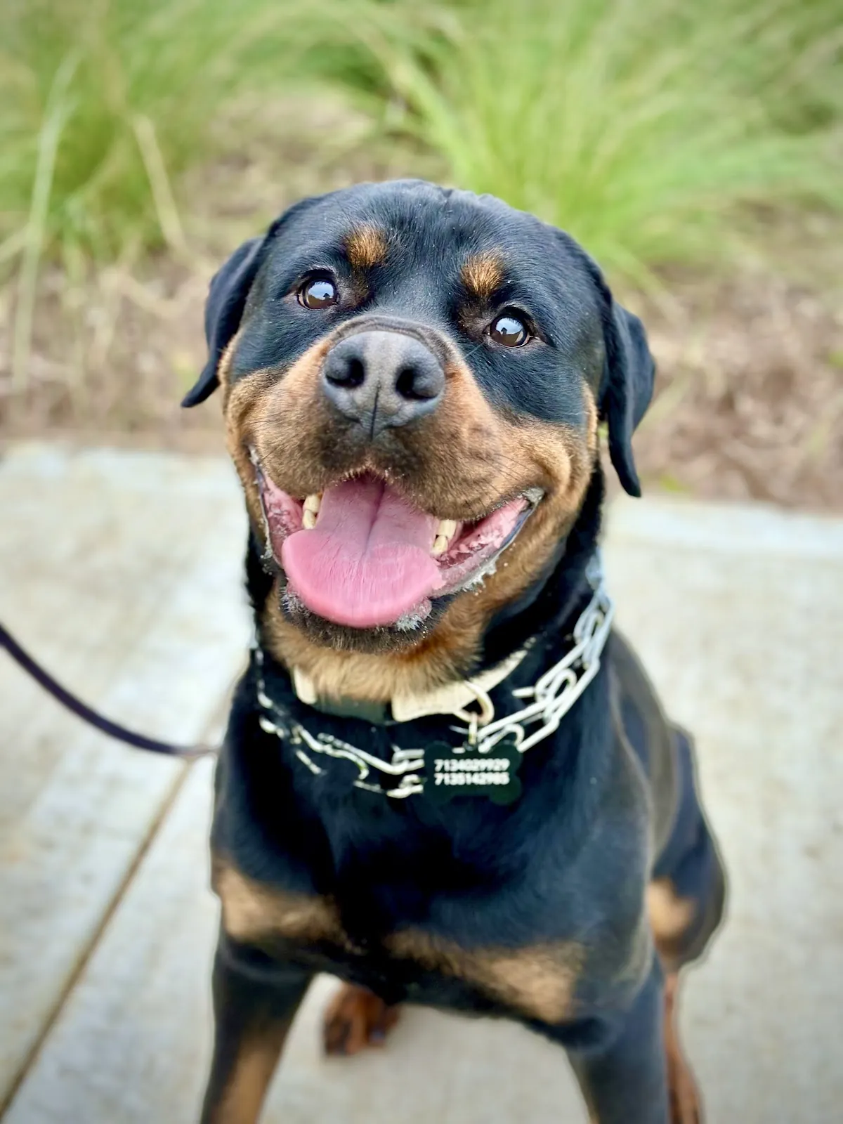 A Rottweiler sitting on the sidewalk
