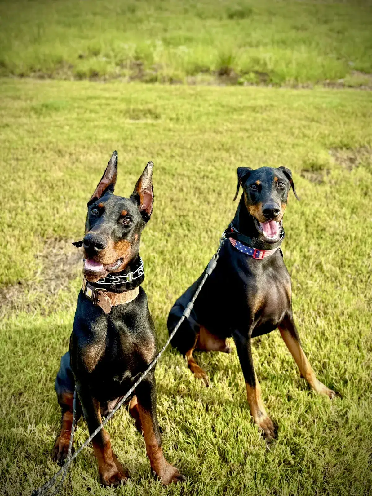 Two Dobermans sitting together on the grass