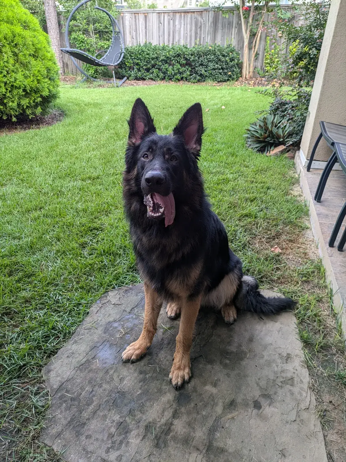 A German shepherd sitting on a stone step