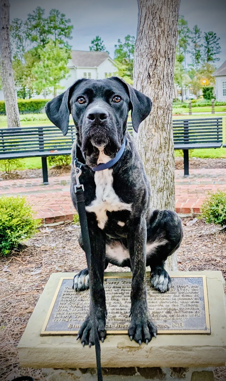 A black dog holding a sit on a park pedestal