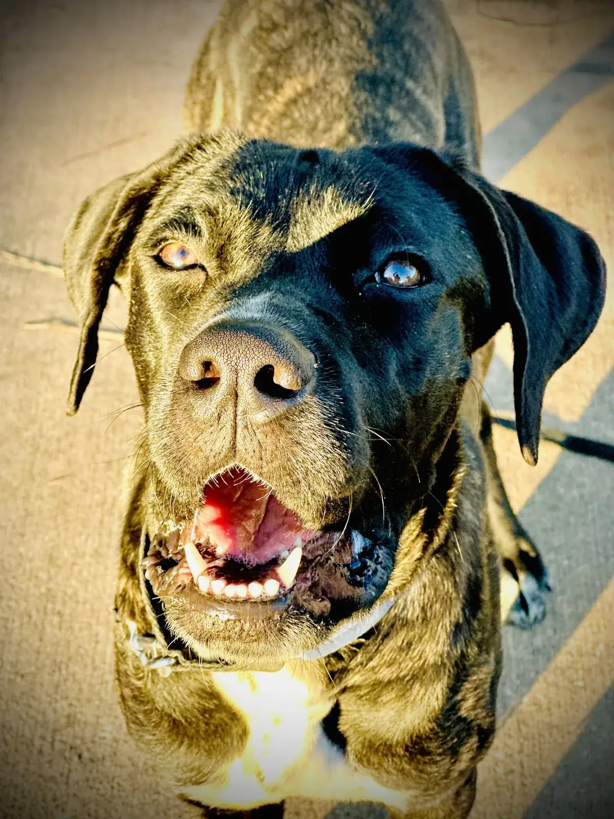 A blue-eyed cane corso looking up