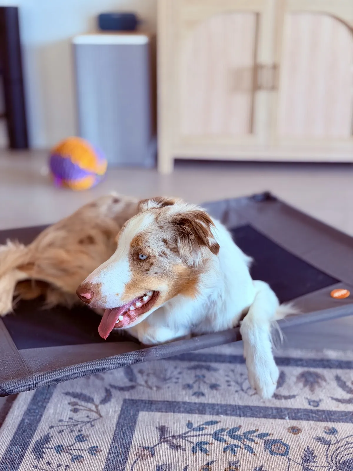 An Australian shepherd relaxing on a place bed at home
