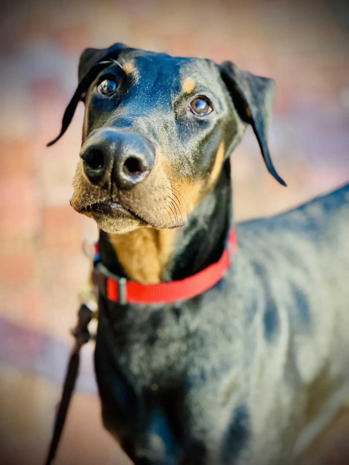 A Doberman with a red collar