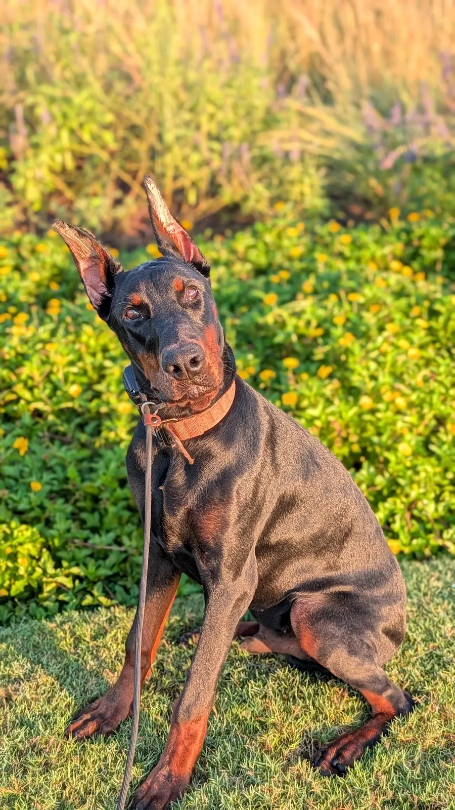 A Doberman sitting among wildflowers