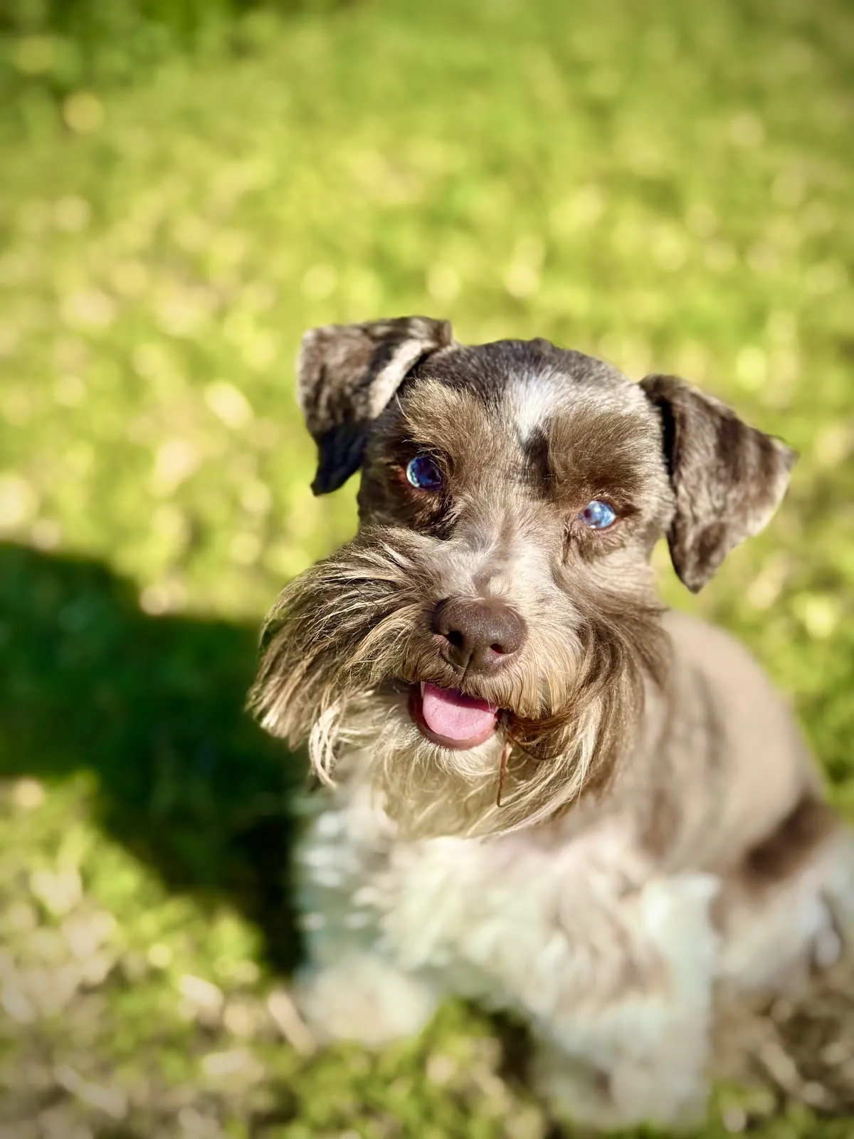 A miniature schnauzer looking up in the sunshine