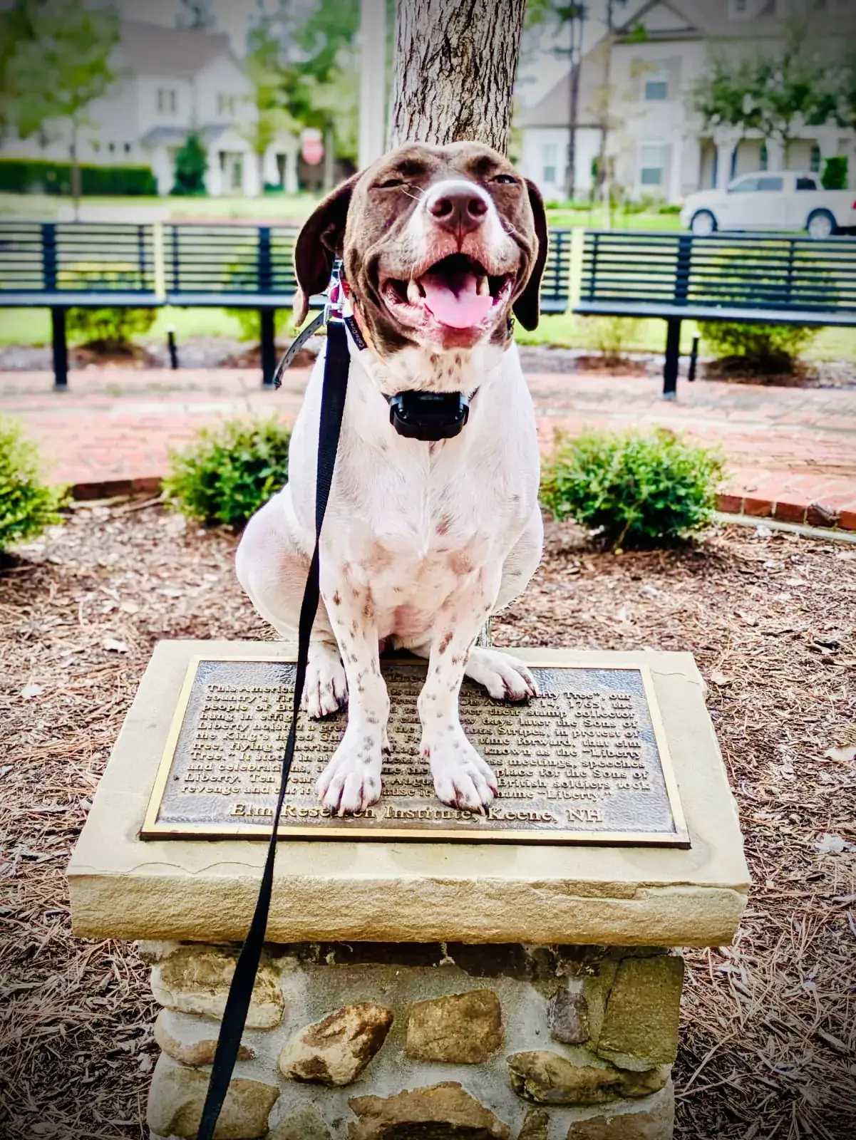 A pointer holding a sit on a stone park pedestal