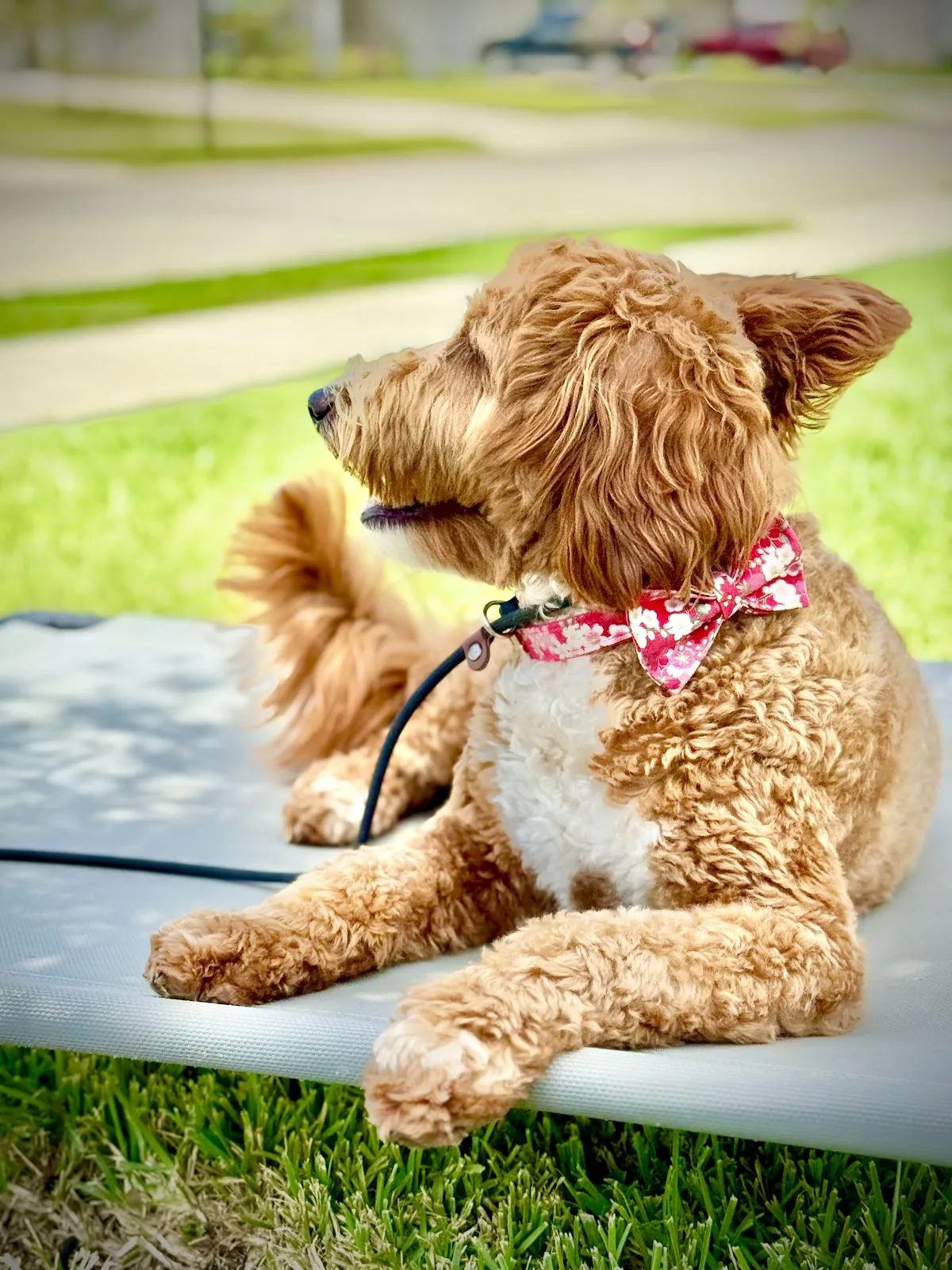A goldendoodle relaxing on a place bed