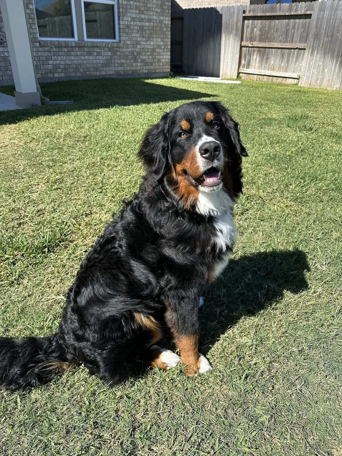 A Bernese mountain dog sitting in a backyard