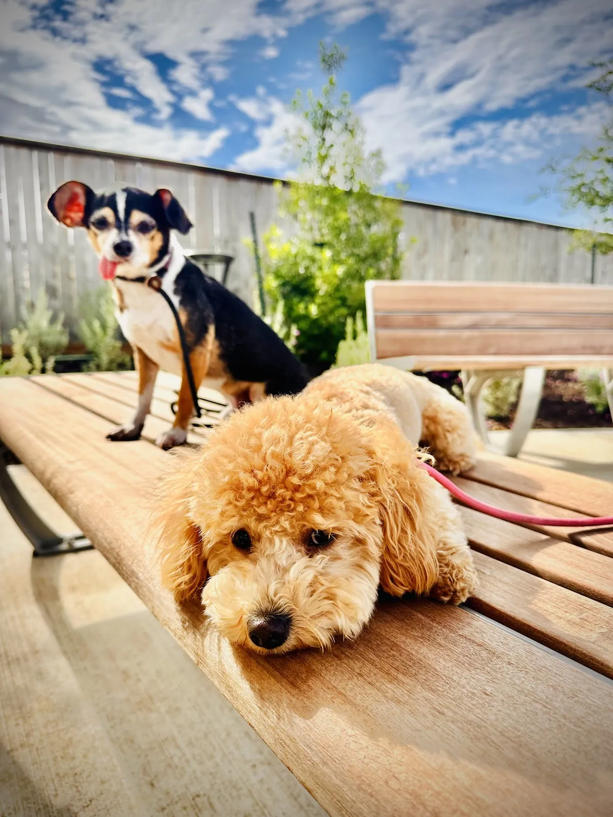 Two dogs settled on place beds in a backyard
