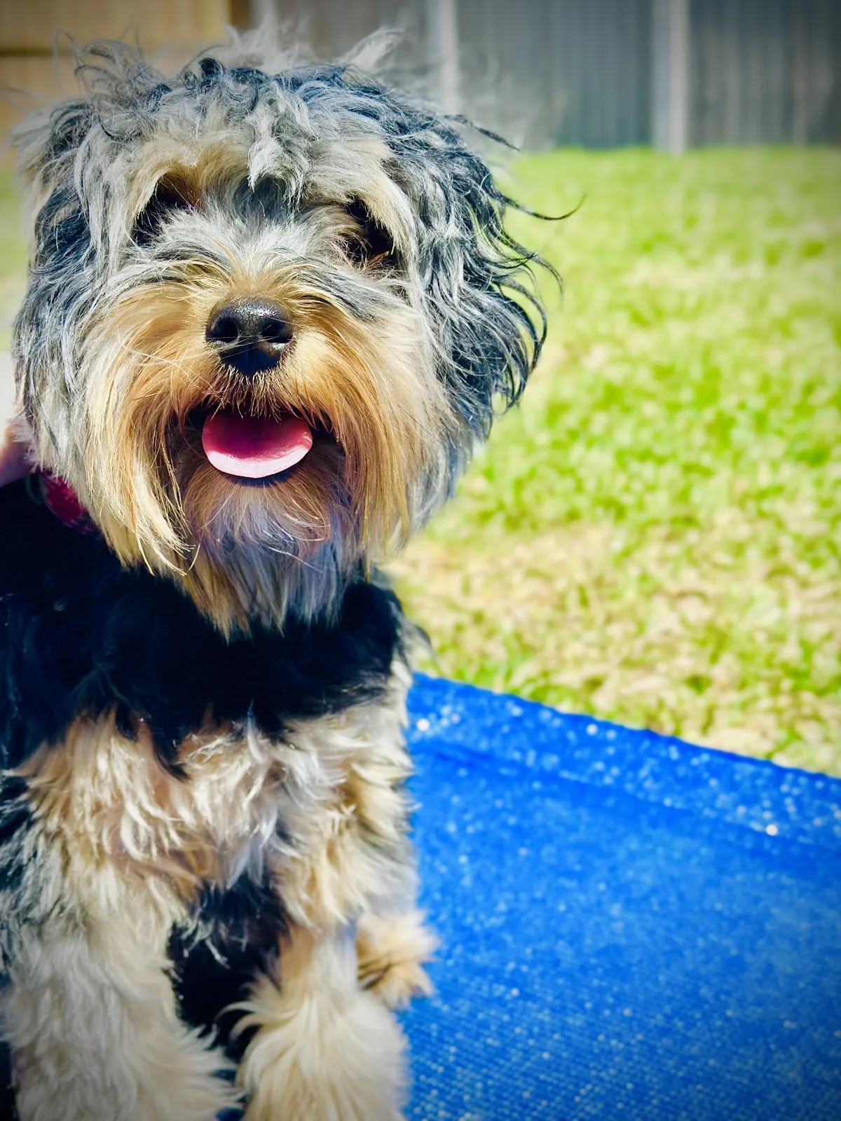 A terrier mix on a blue place bed