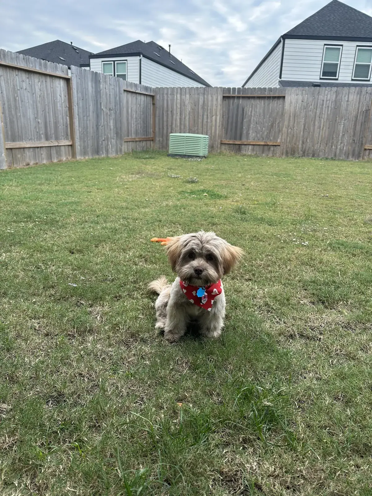 A small dog holding a sit on the backyard lawn