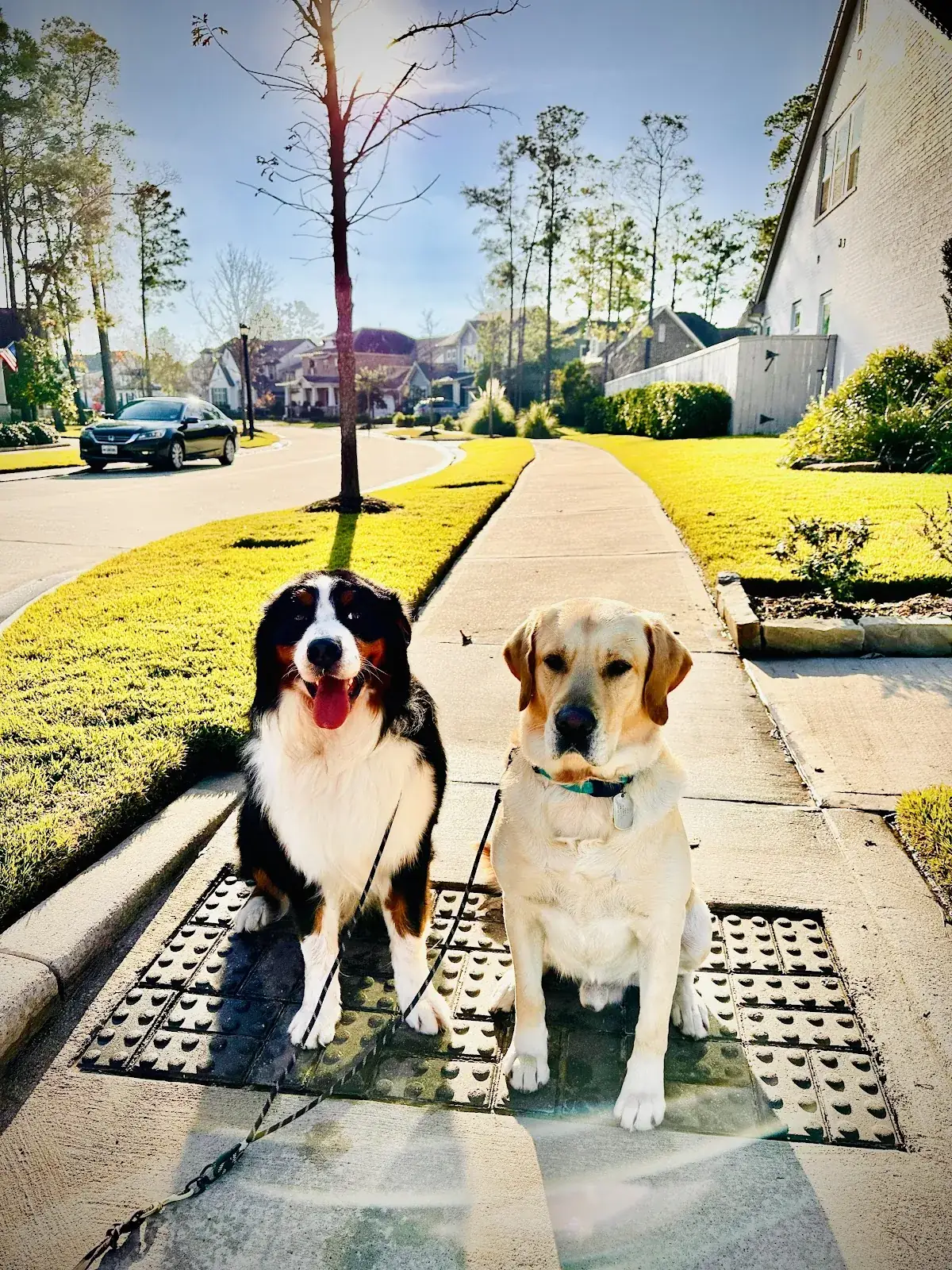 Two dogs sitting side by side on a neighborhood sidewalk