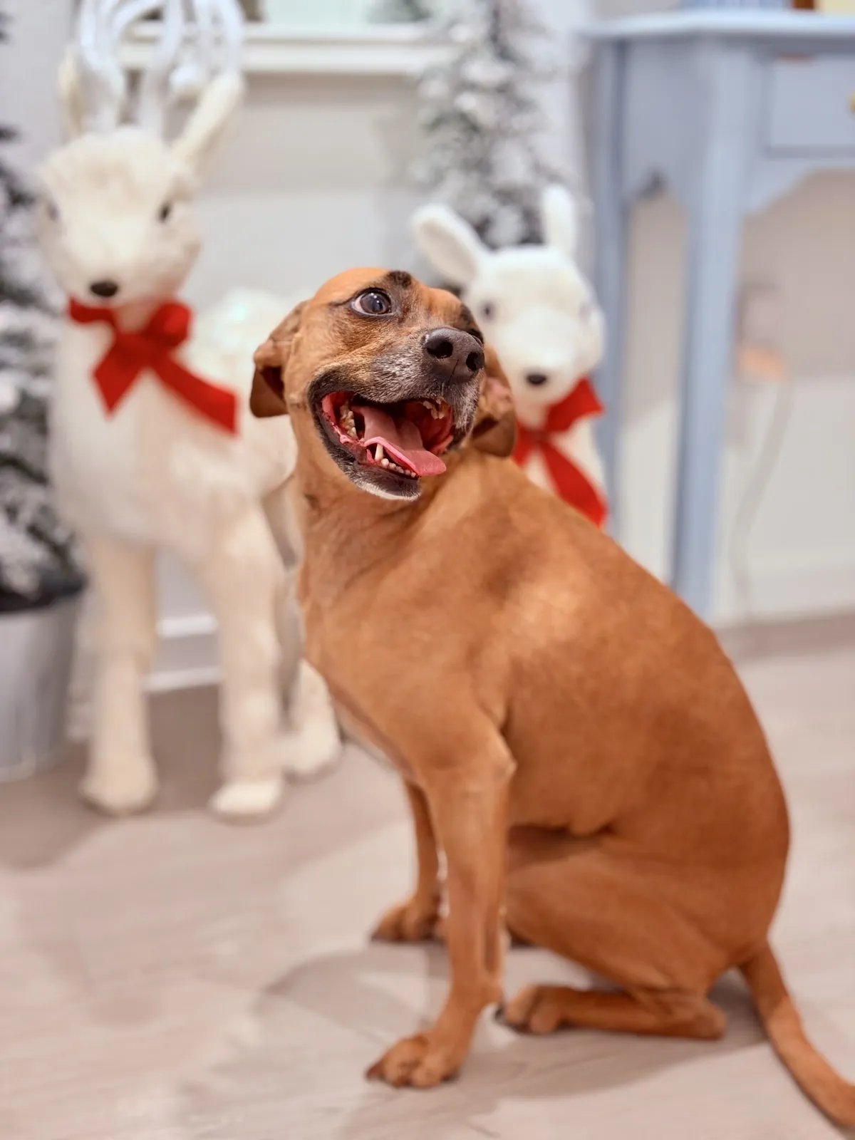 Two dogs wearing holiday antlers