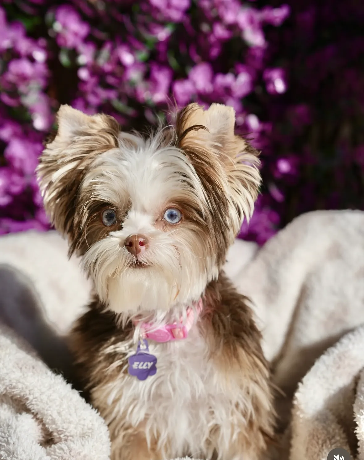 A shih tzu puppy among purple flowers