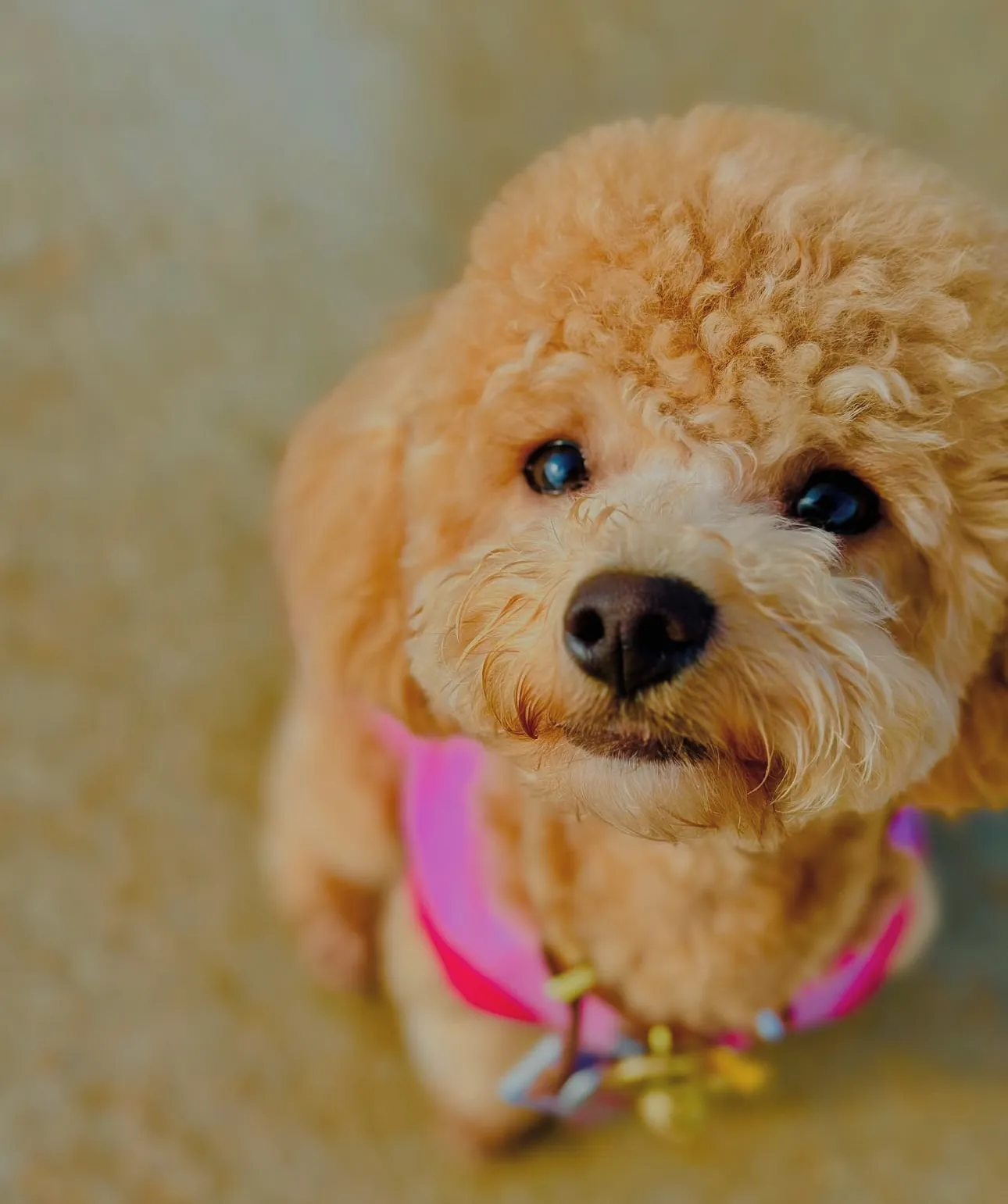 A red poodle puppy with a pink collar
