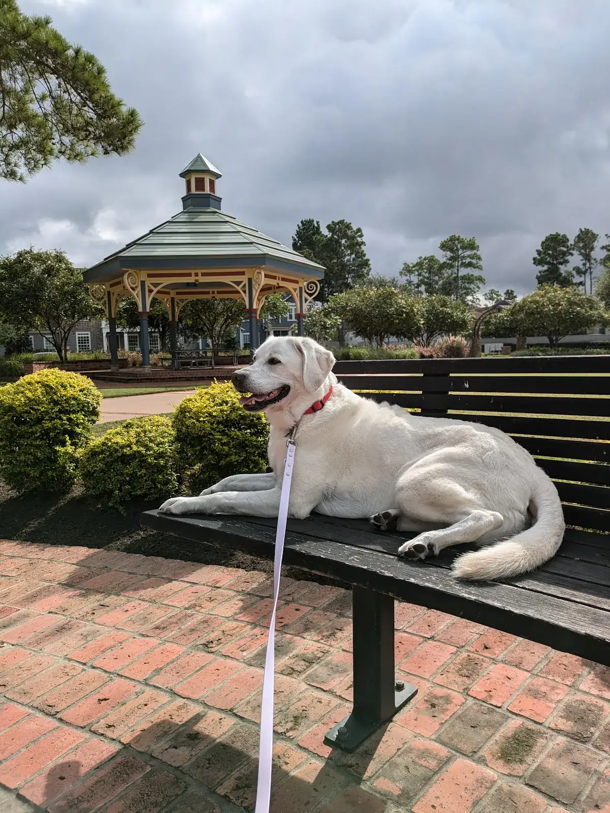 A yellow Lab sitting on a park bench by the gazebo