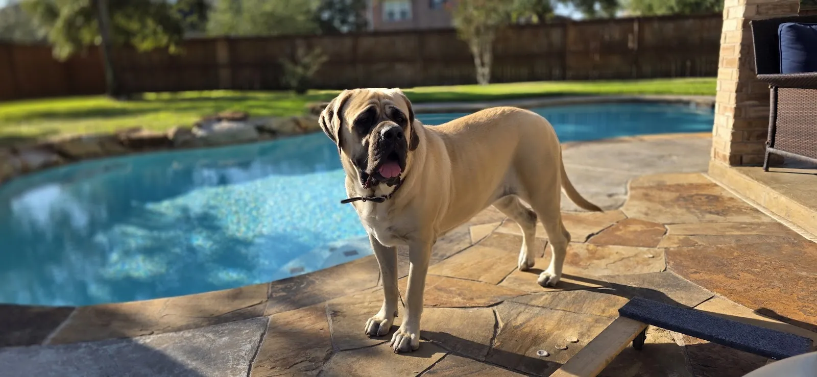 A dog lying calmly beside a backyard pool