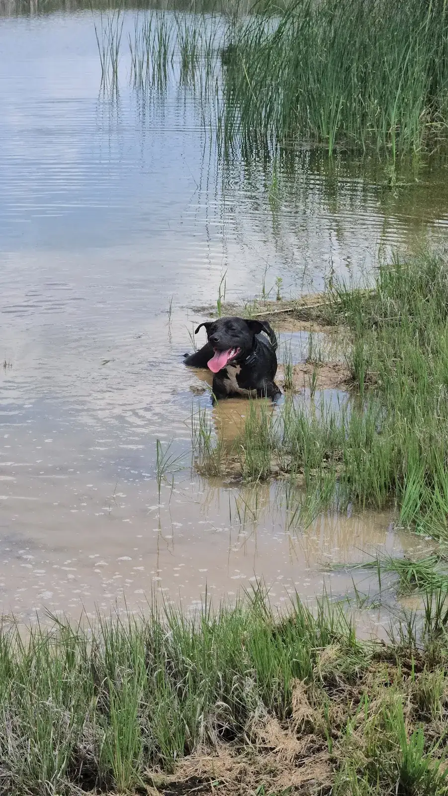 A black dog wading calmly through a pond