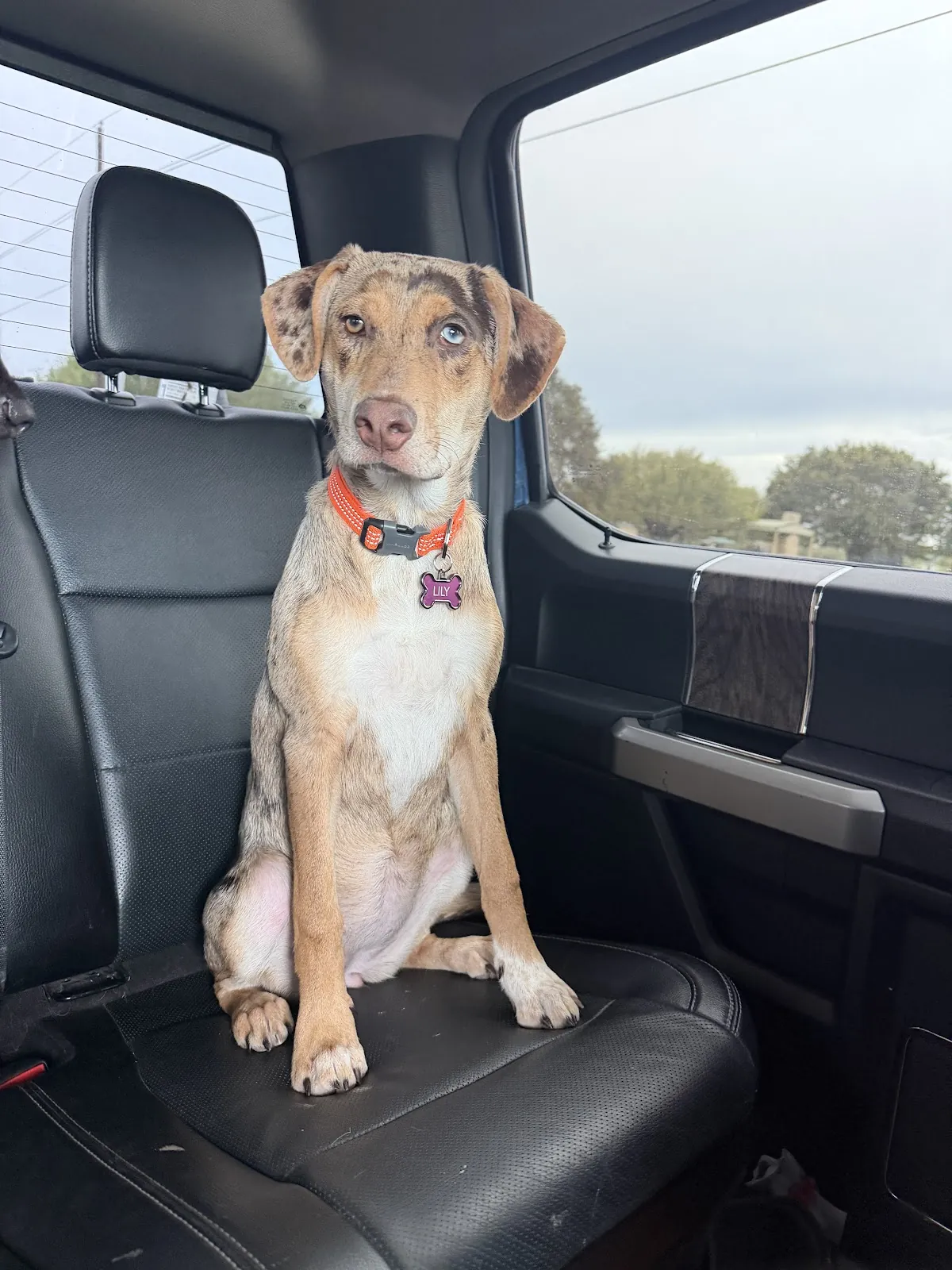 A dog sitting in the back seat, ready for the ride home
