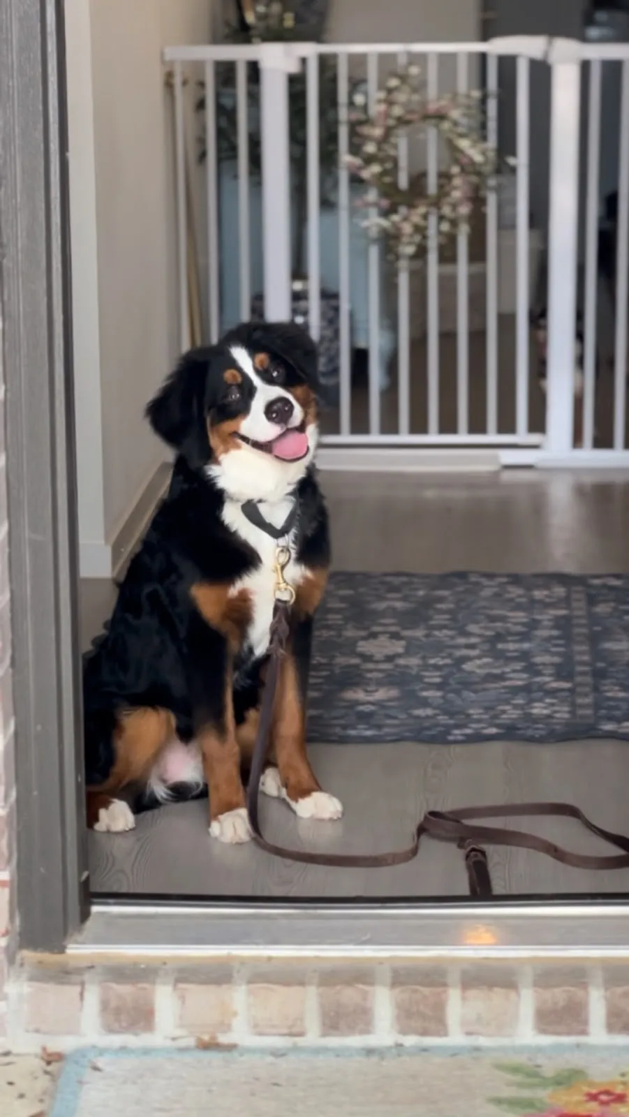 A Bernese mountain dog waiting calmly at the front door