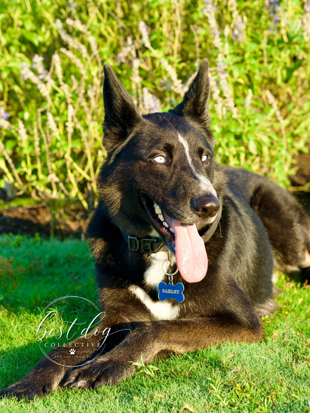 Oakley, a shepherd-husky mix, lying in the grass on arrival day