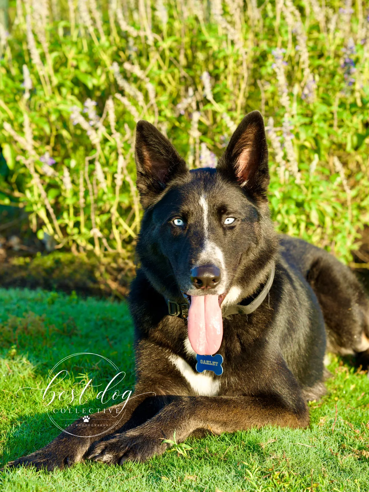 Oakley, a shepherd-husky mix, resting in the grass