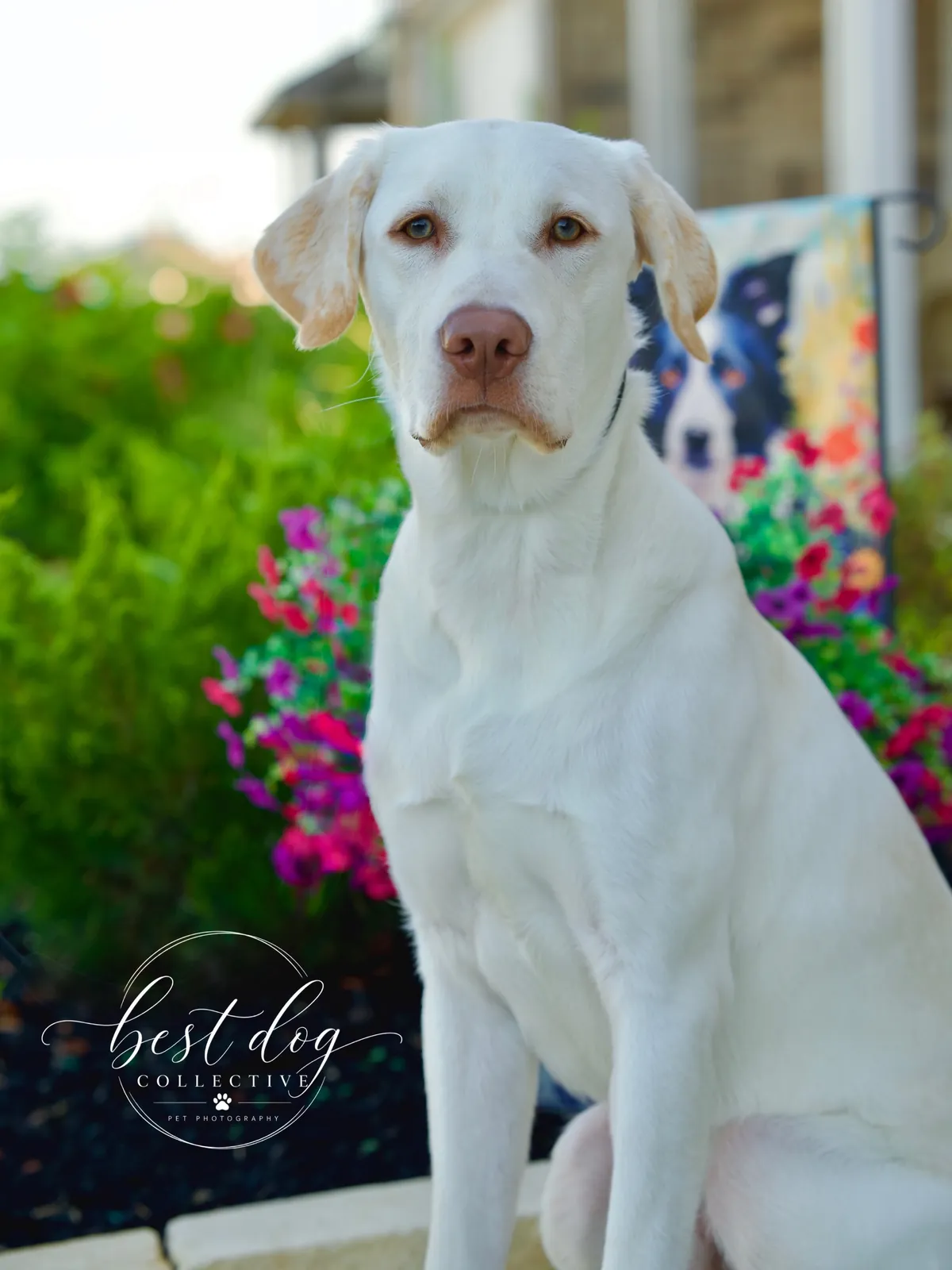 Scout, a white Lab, sitting in front of pink flowers on arrival day
