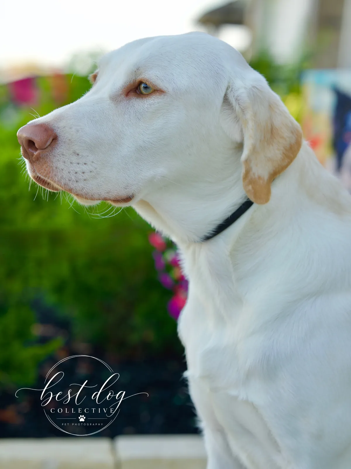 Scout, a white Lab, in profile