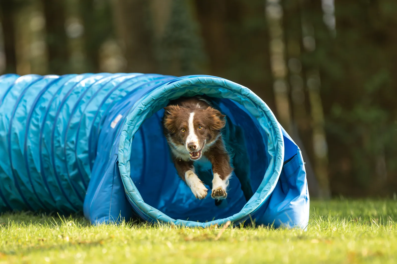 A dog running through an agility tunnel